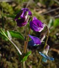 Lathyrus vernus