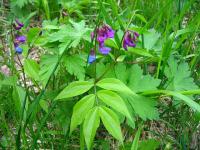 Lathyrus vernus