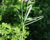 Lathyrus filiformis