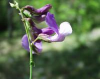 Lathyrus filiformis