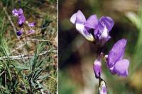 Lathyrus filiformis