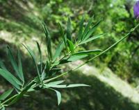 Lathyrus filiformis