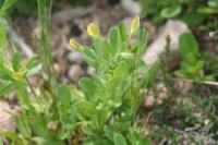 Ononis viscosa subsp. breviflora 