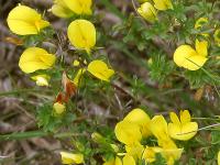 Ononis viscosa subsp. breviflora 