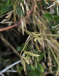 Clematis flammula