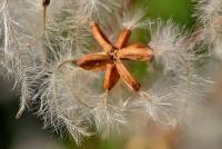 Clematis flammula