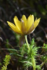 Adonis vernalis