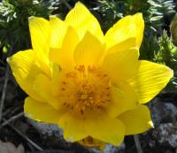 Adonis vernalis