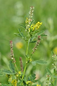 Melilotus officinalis