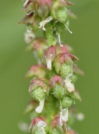 Melilotus officinalis