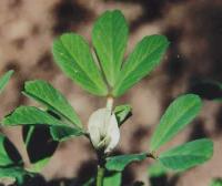 Trigonella foenum-graecum