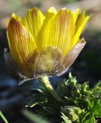 Adonis vernalis