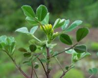 Medicago monspeliaca