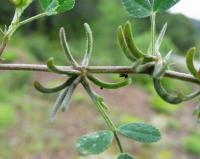 Medicago monspeliaca