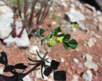 Medicago monspeliaca