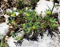 Medicago monspeliaca