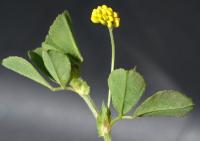 Medicago lupulina