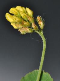 Medicago lupulina