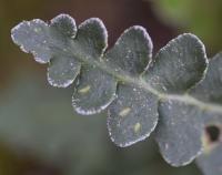 Asplenium ceterach