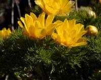 Adonis pyrenaica