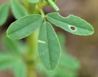 Medicago lupulina