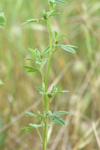 Medicago lupulina