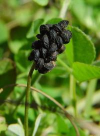 Medicago lupulina