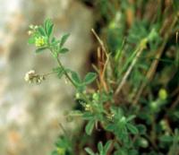 Medicago secundiflora