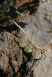 Medicago secundiflora