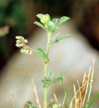 Medicago secundiflora