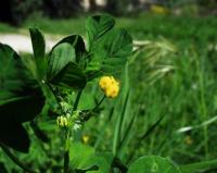 Medicago orbicularis 