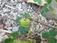 Medicago orbicularis 