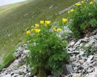 Adonis pyrenaica