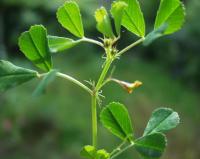 Medicago orbicularis 