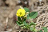 Medicago suffruticosa subsp. suffruticosa