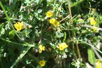 Medicago suffruticosa subsp. suffruticosa