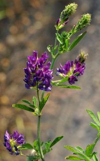 Medicago sativa