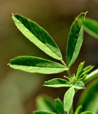 Medicago sativa