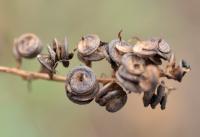 Medicago sativa