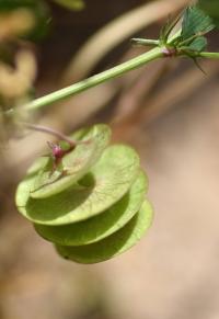 Medicago sativa