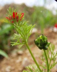 Adonis annua