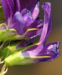 Medicago sativa