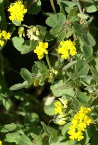 Medicago coronata