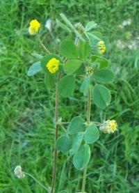 Medicago coronata