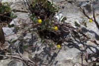 Medicago coronata