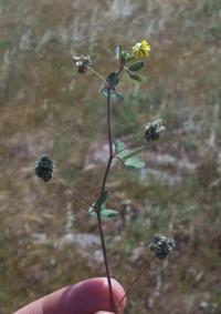 Medicago coronata