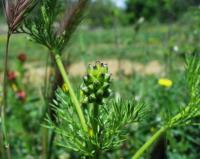 Adonis annua