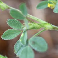 Medicago minima