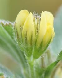 Medicago minima