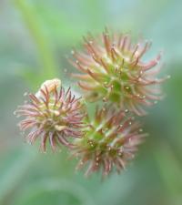 Medicago minima